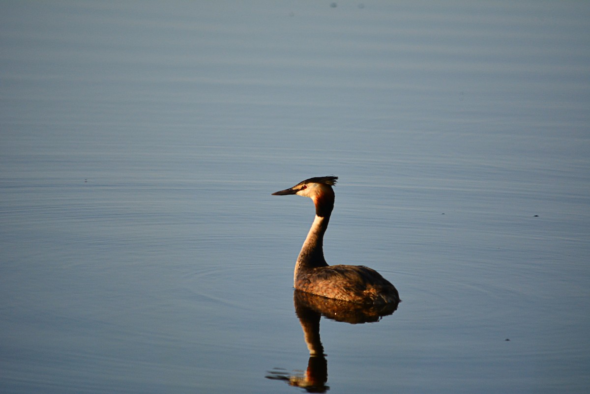 Great Crested Grebe - ML588755001