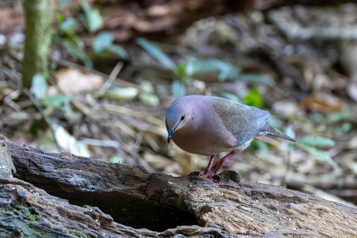 Gray-fronted Dove - ML588755411