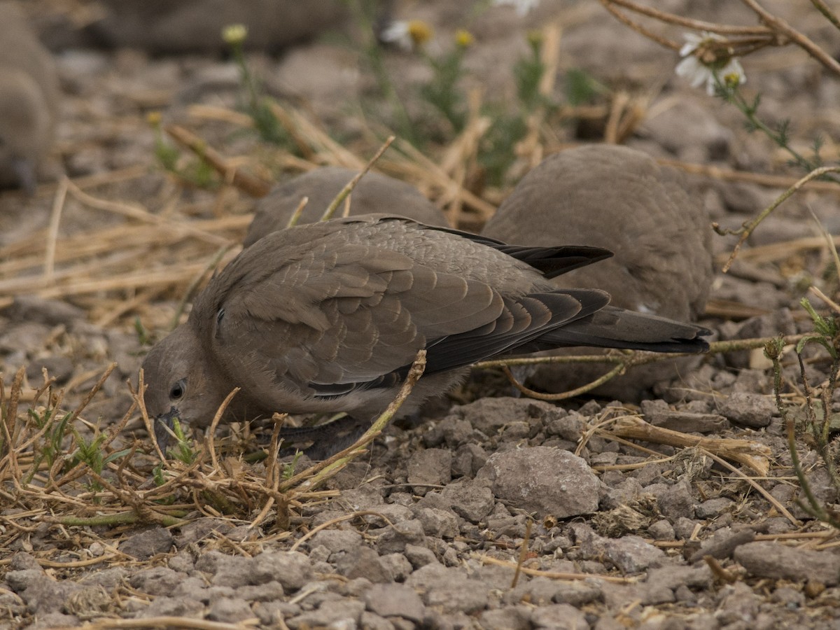 Black-winged Ground Dove - ML58875931