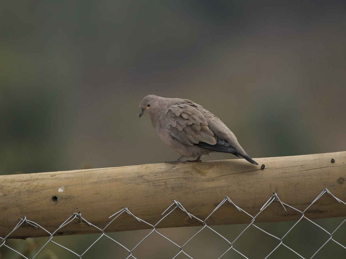 Black-winged Ground Dove - ML58875951