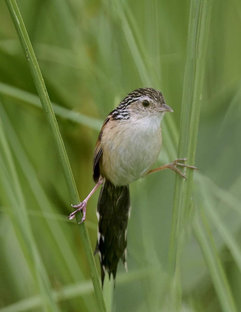 Indian Grassbird - ML588759551