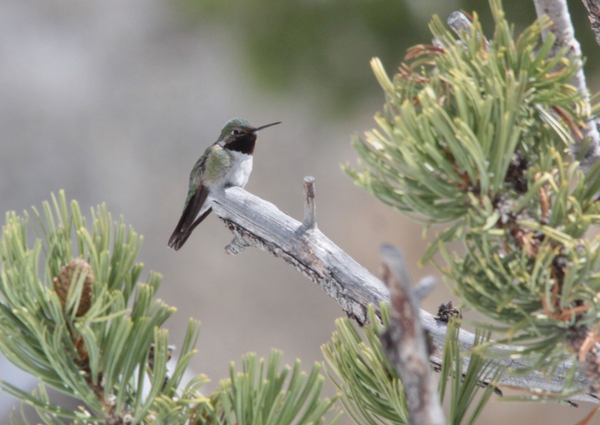 Broad-tailed Hummingbird - Tom Forwood JR