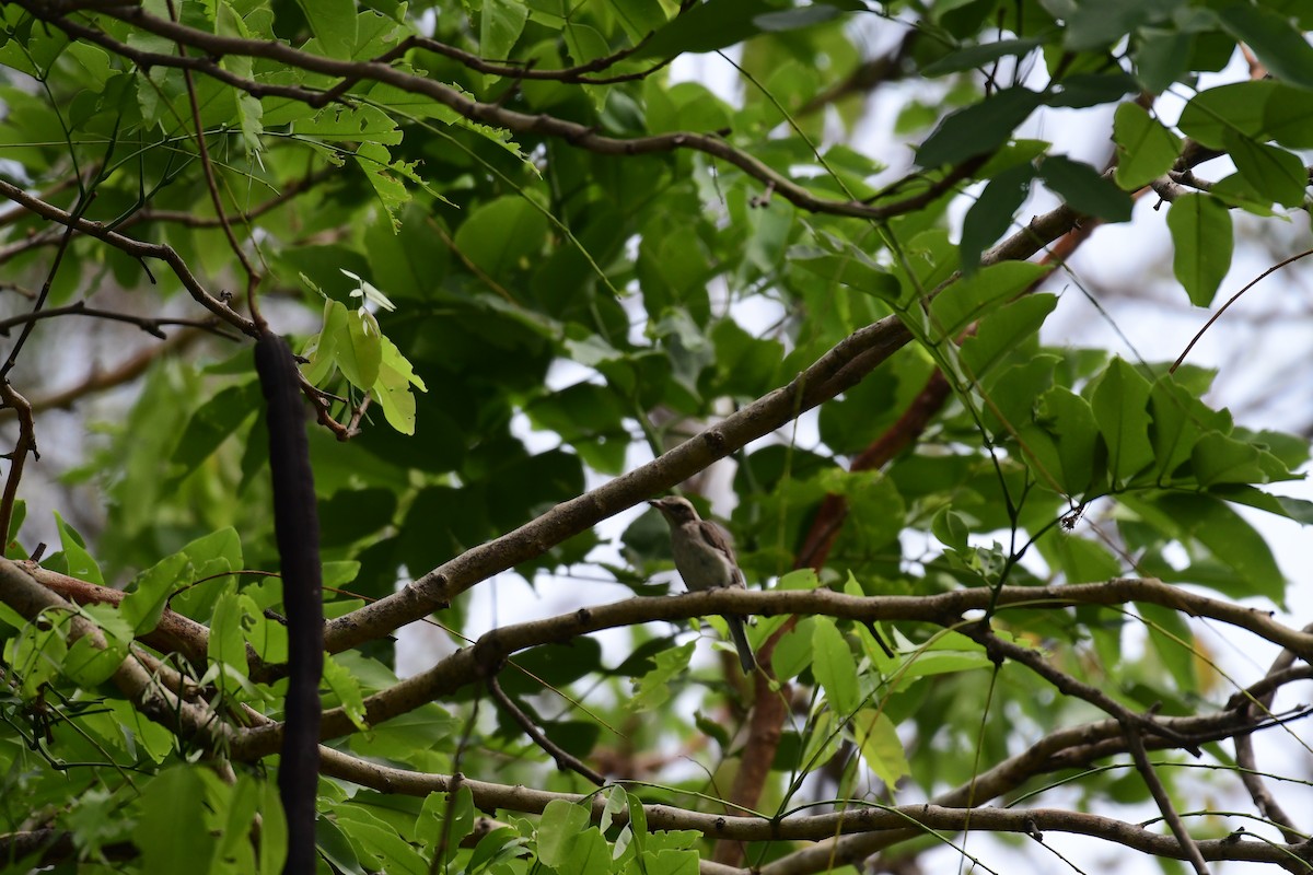 Common Woodshrike - Mahender Alpula