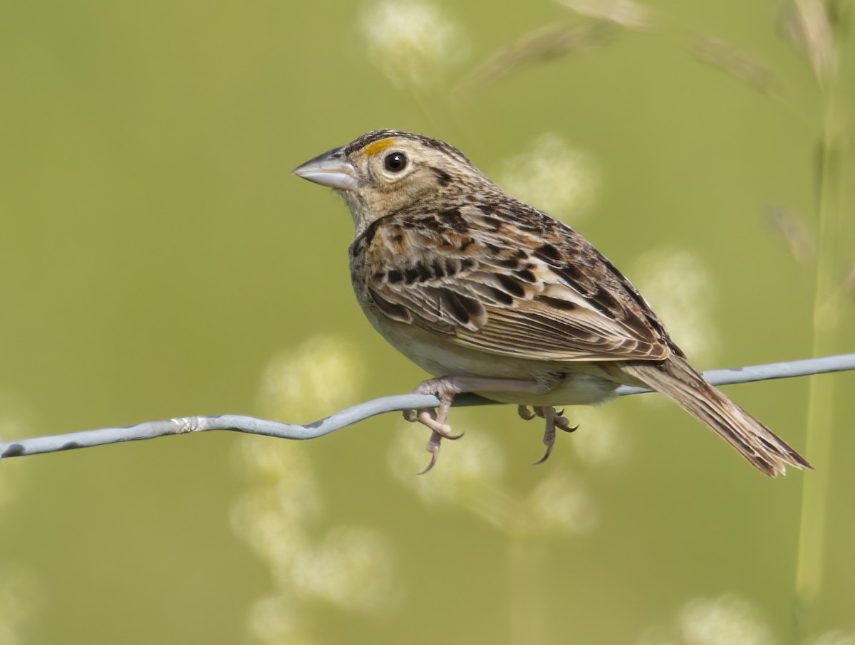 Grasshopper Sparrow - ML588764681