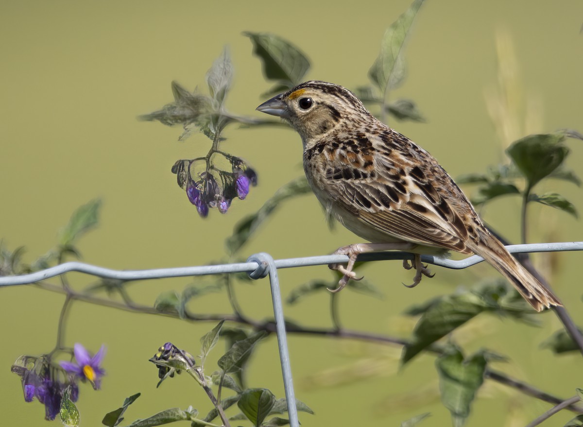 Grasshopper Sparrow - ML588764691