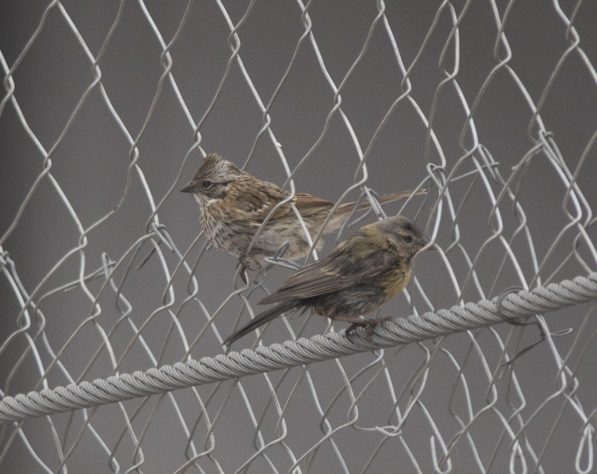 Rufous-collared Sparrow - ML58876551