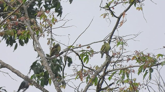 Thick-billed Green-Pigeon - ML588765571