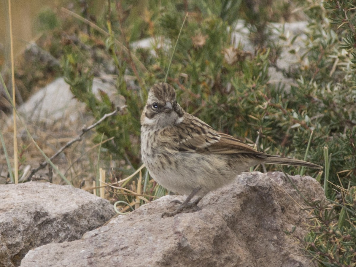 Rufous-collared Sparrow - Evaldo Cesari de de Oliveira Jr