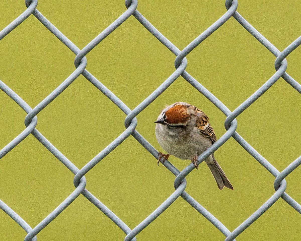 Chipping Sparrow - ML588765841