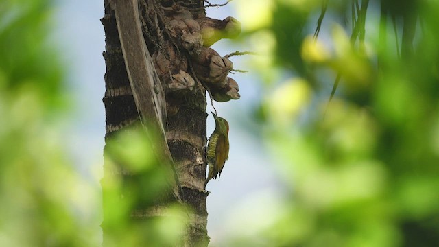 Golden-olive Woodpecker - ML588768841