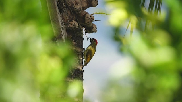 Golden-olive Woodpecker - ML588768941