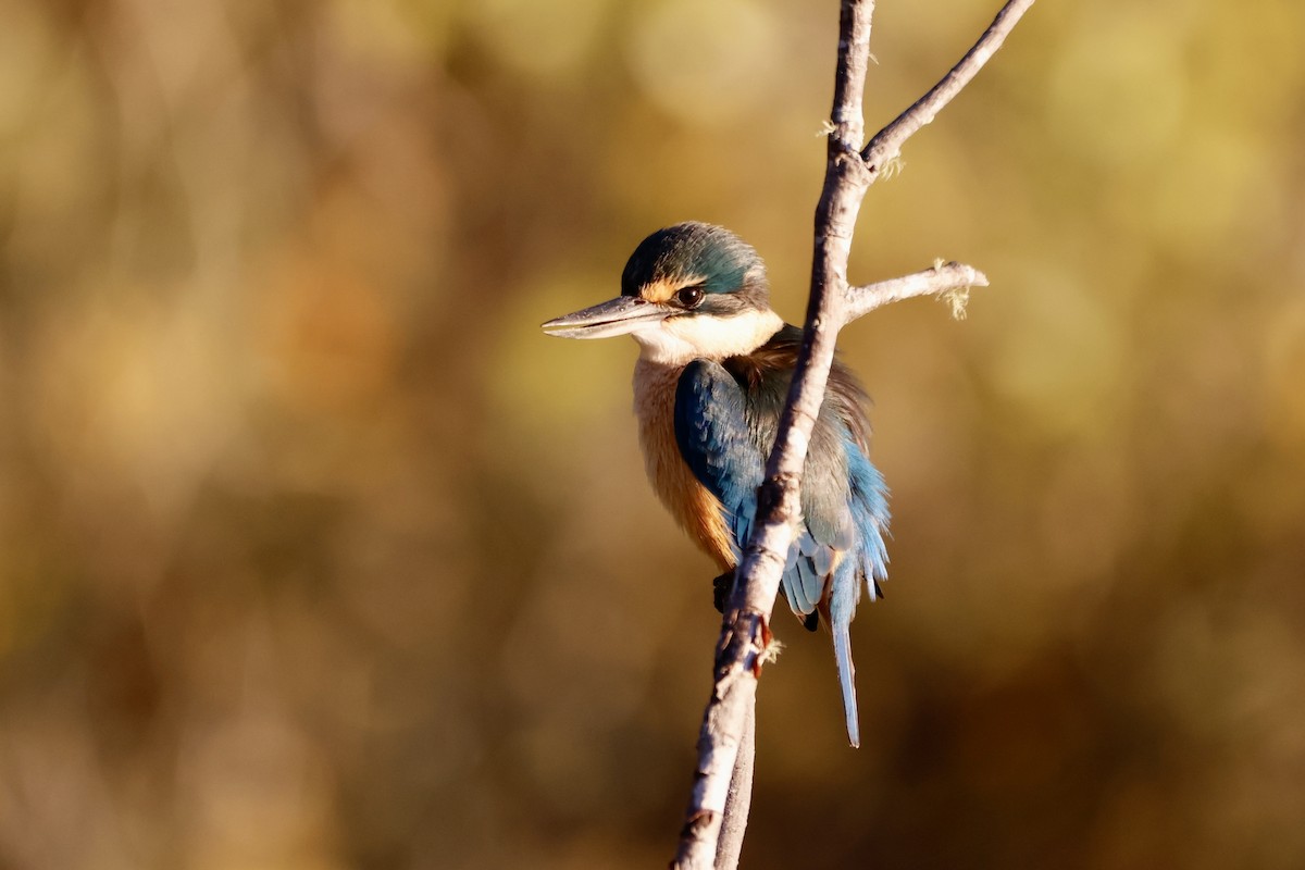 Sacred Kingfisher - parrish evans