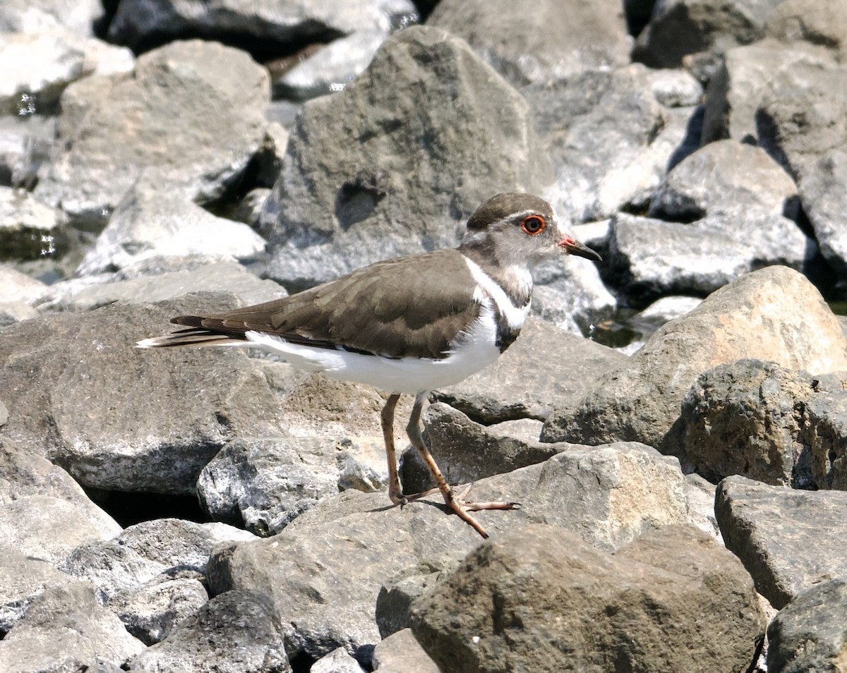 Three-banded Plover - ML588771261