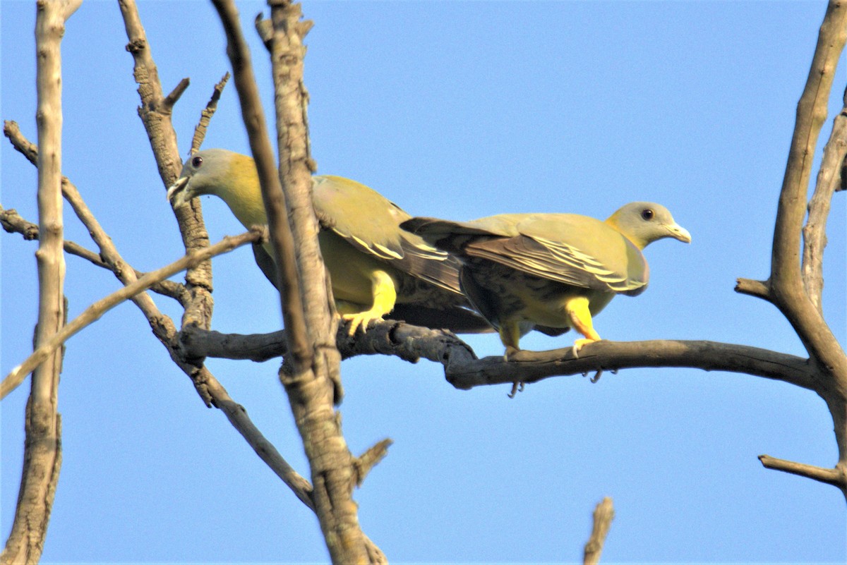 Yellow-footed Green-Pigeon - Ajay Sarvagnam