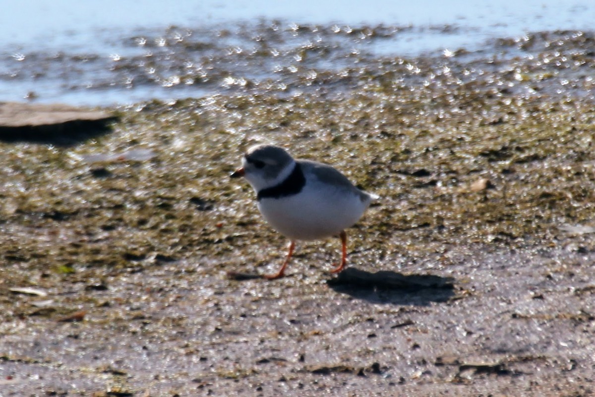 Piping Plover - ML588782111
