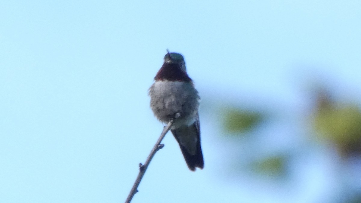 Broad-tailed Hummingbird - ML588787971