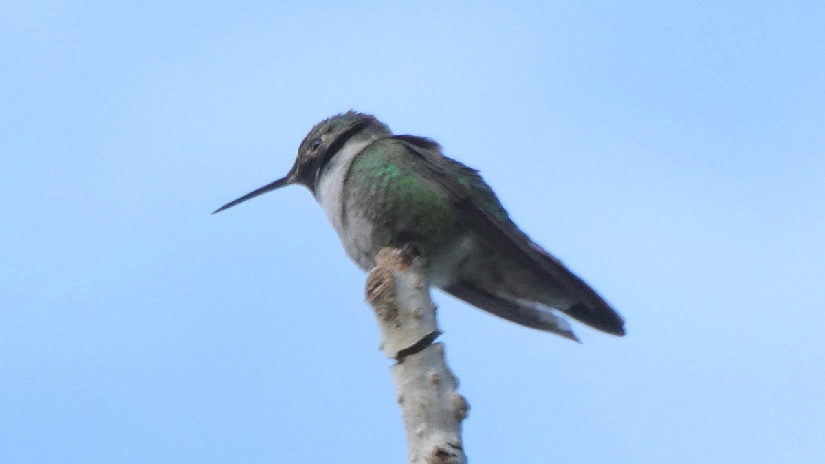 Broad-tailed Hummingbird - ML588787981