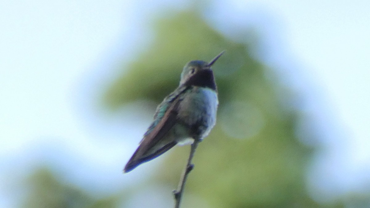 Broad-tailed Hummingbird - Ben Davis