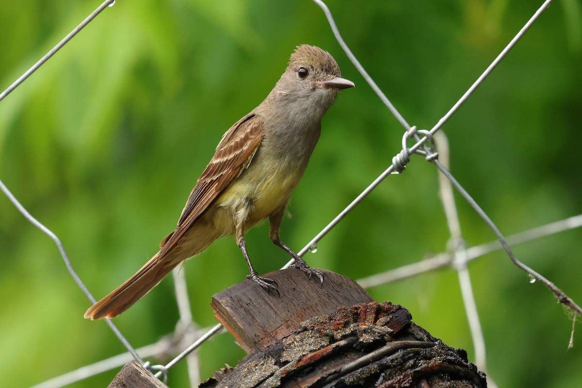 Great Crested Flycatcher - ML588788261