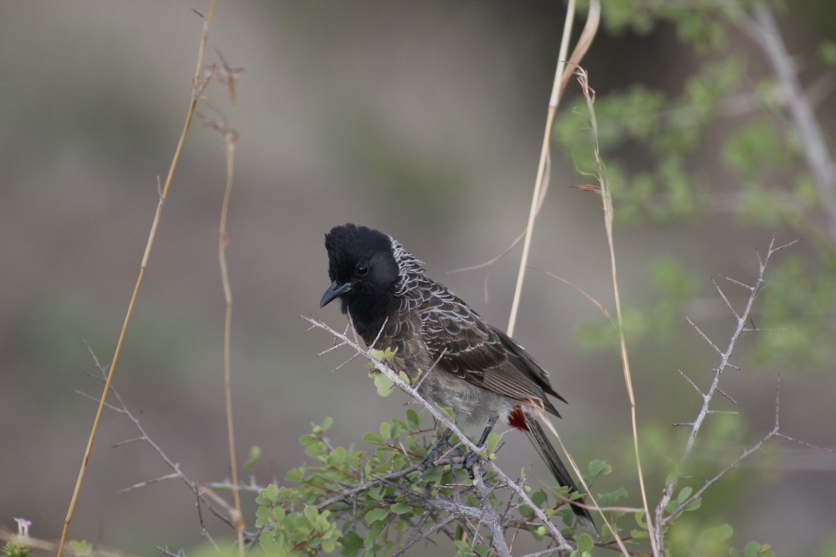 Red-vented Bulbul - ML588790921