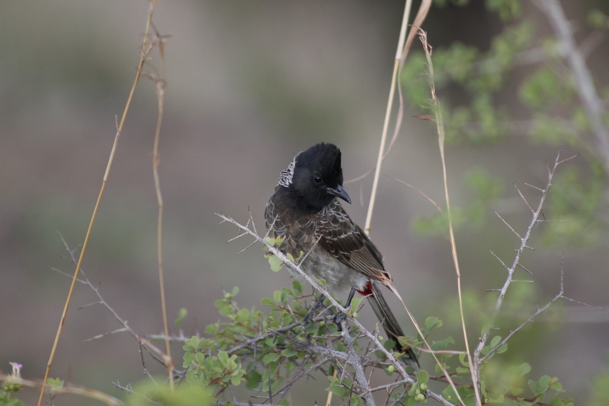 Red-vented Bulbul - ML588790941