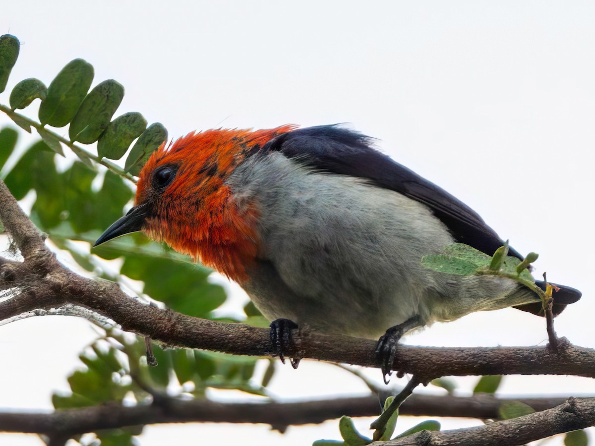 Scarlet-headed Flowerpecker - ML588792581
