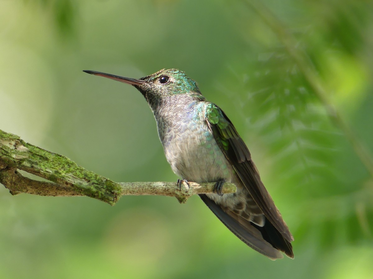 Blue-chested Hummingbird - Shelley Rutkin