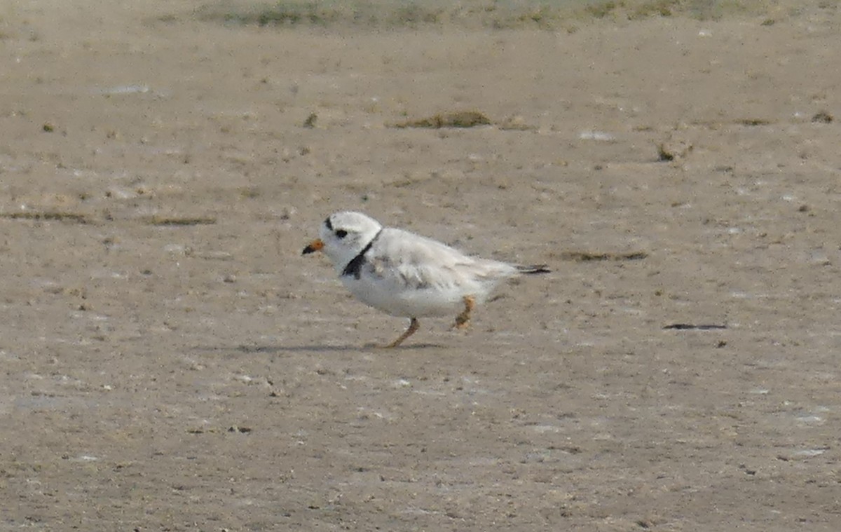 Piping Plover - ML588795411