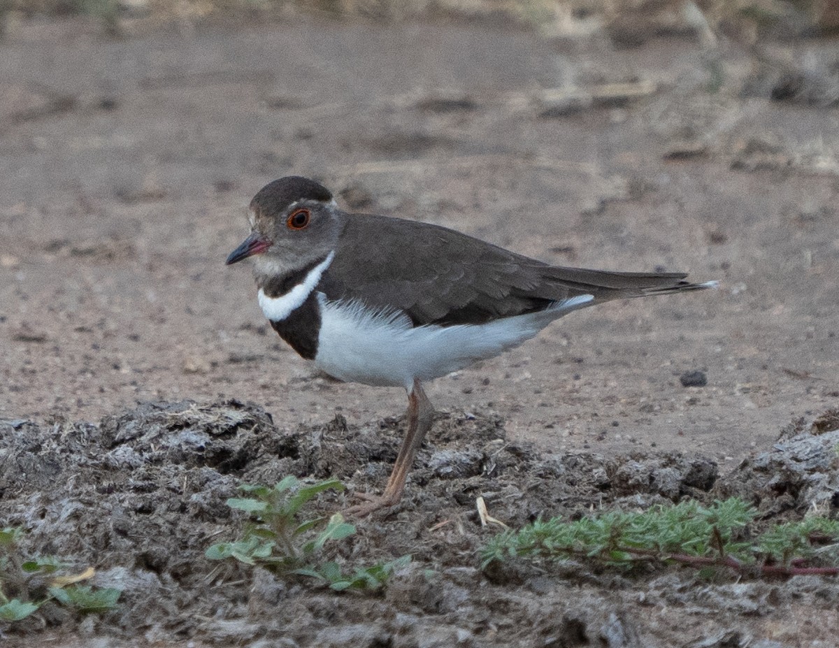 Forbes's Plover - ML588797421