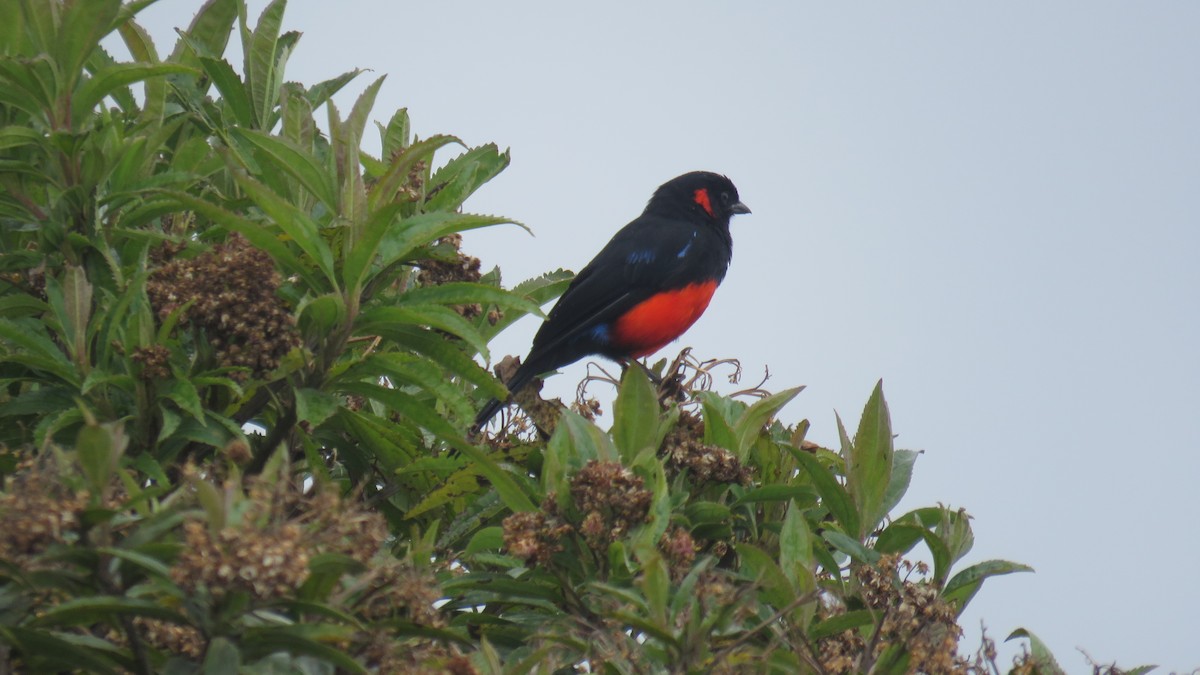 Scarlet-bellied Mountain Tanager - ML58880111