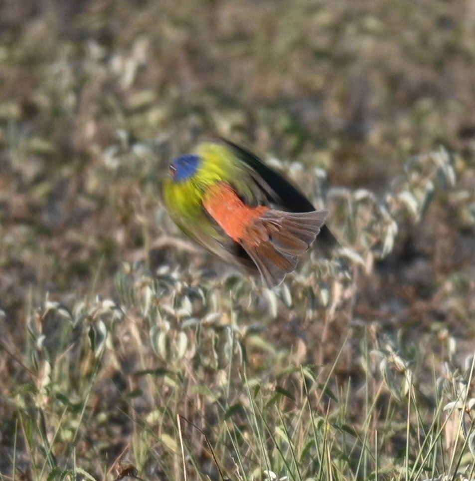 Painted Bunting - ML588802911