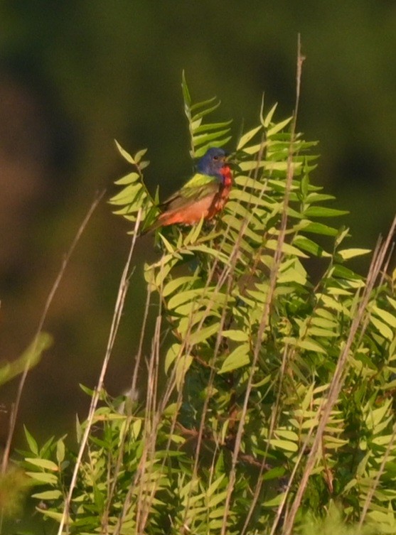 Painted Bunting - ML588802921