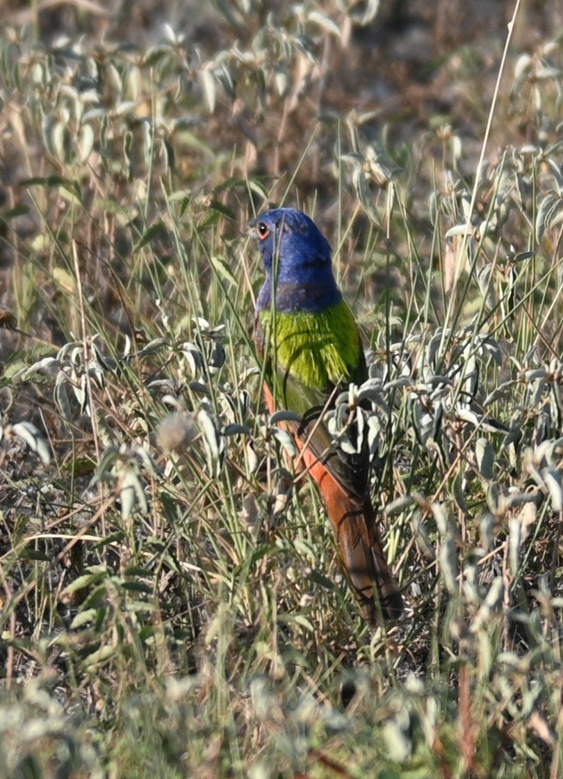 Painted Bunting - ML588802931