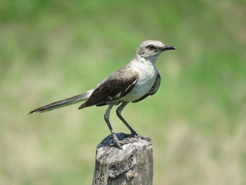 Northern Mockingbird - Mimus polyglottos - Birds of the World