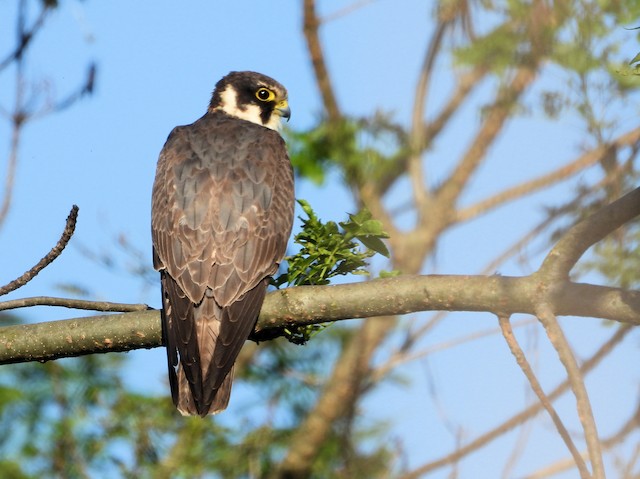 Formative Plumage (subspecies <em class="SciName notranslate">subbuteo</em>). - Eurasian Hobby - 