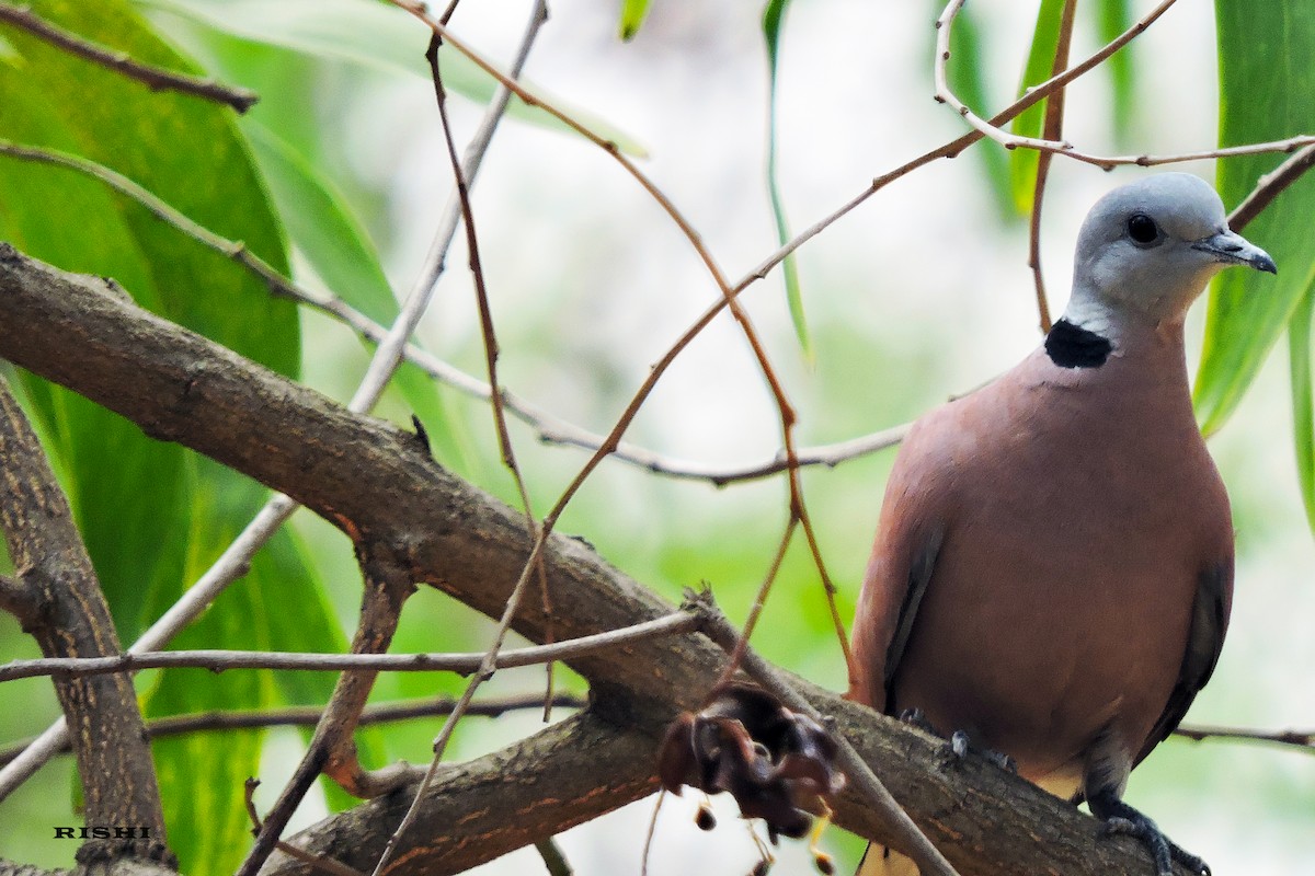 Red Collared-Dove - ML588806761