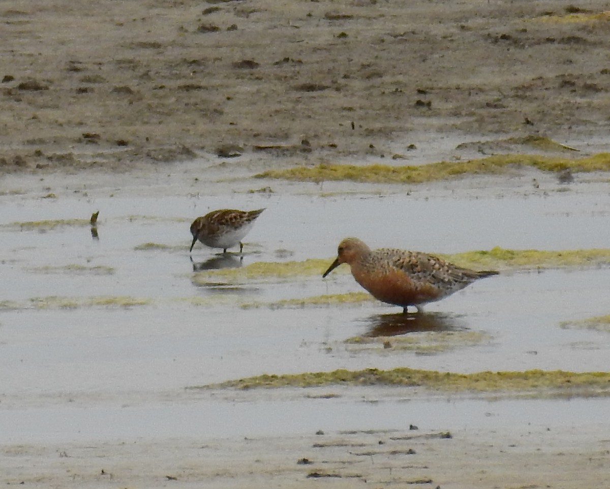 Red Knot - ML58880741