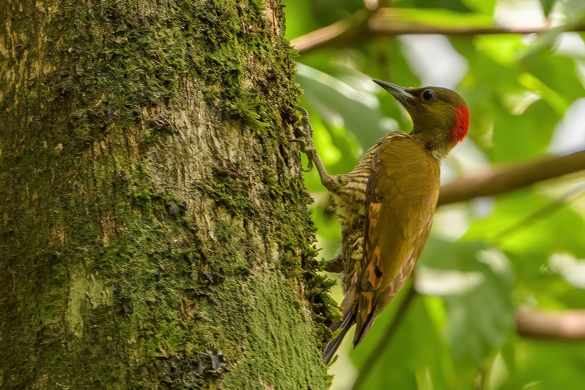 Rufous-winged Woodpecker - ML588808811