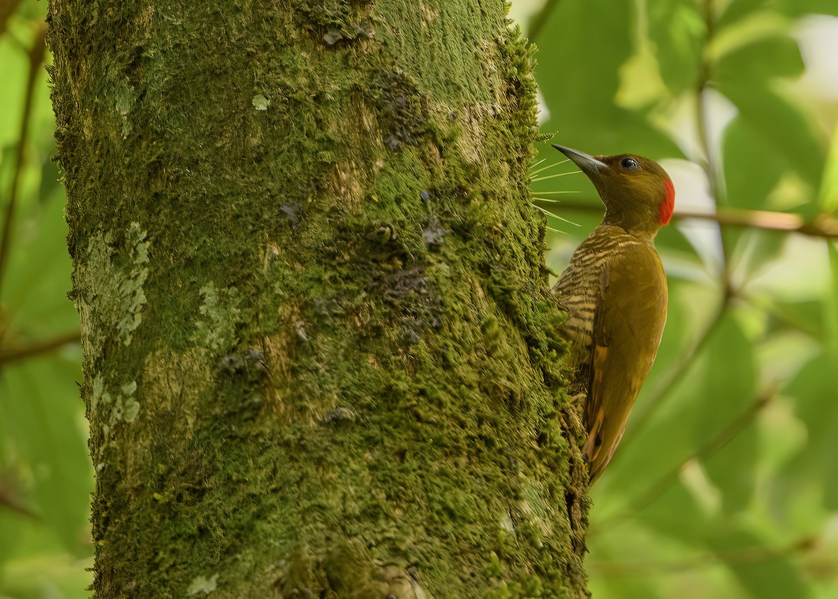 Rufous-winged Woodpecker - ML588808821