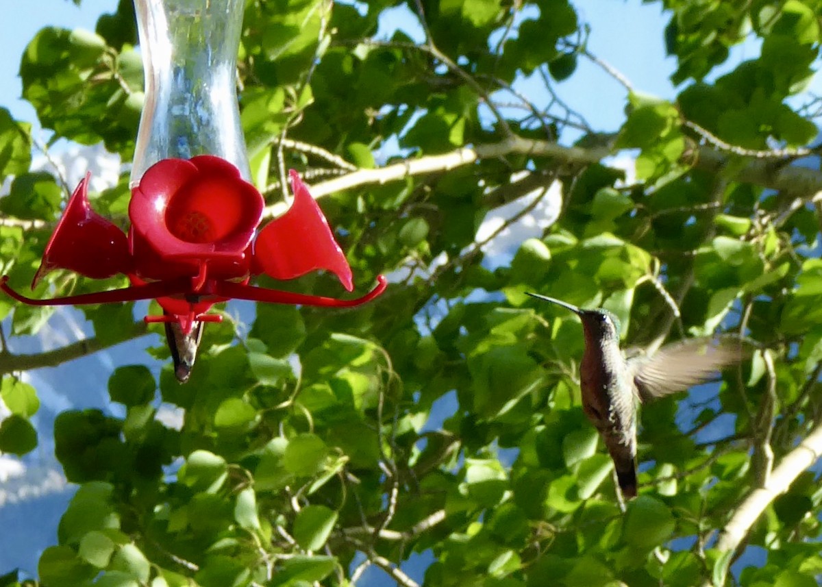 kolibřík skvostný - ML588810021
