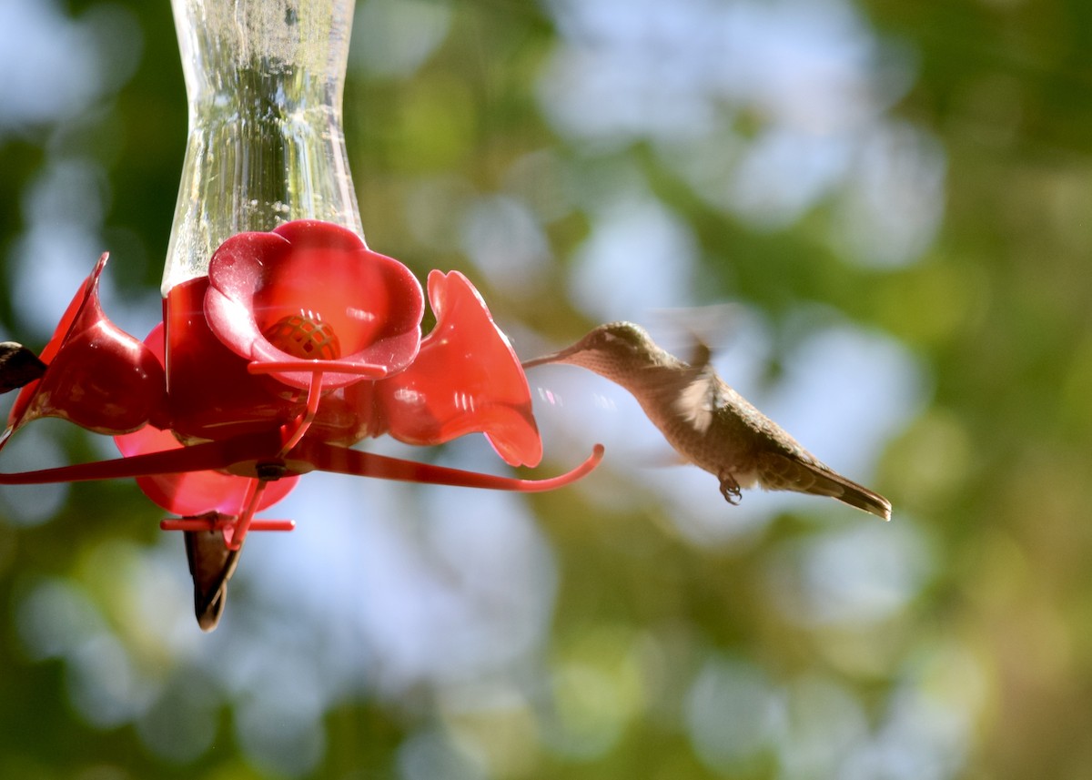 kolibřík skvostný - ML588810131