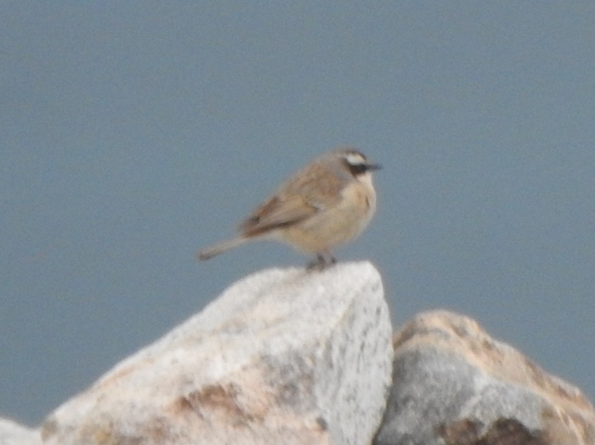 Brown Accentor - ML588818451