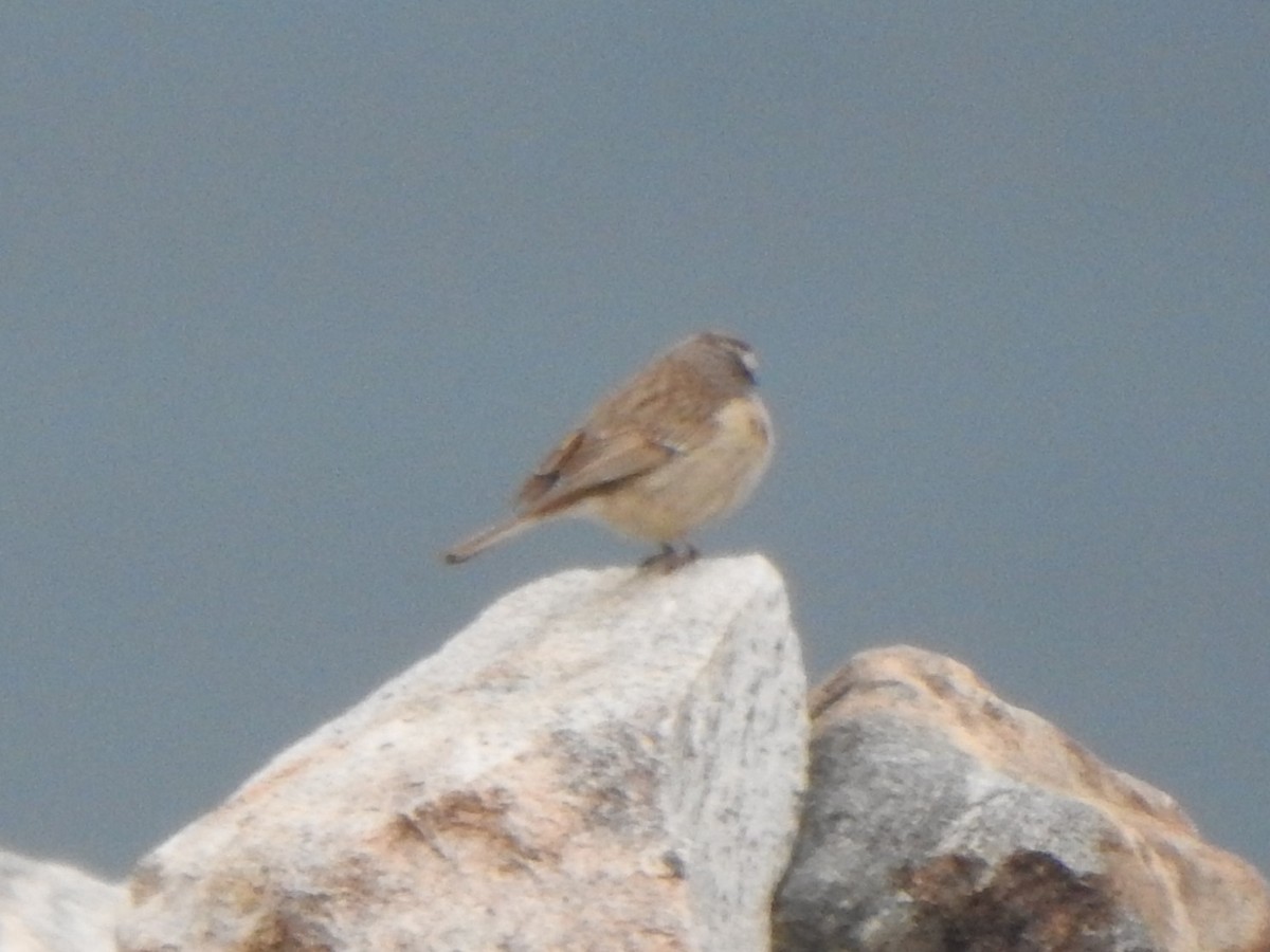 Brown Accentor - ML588818541