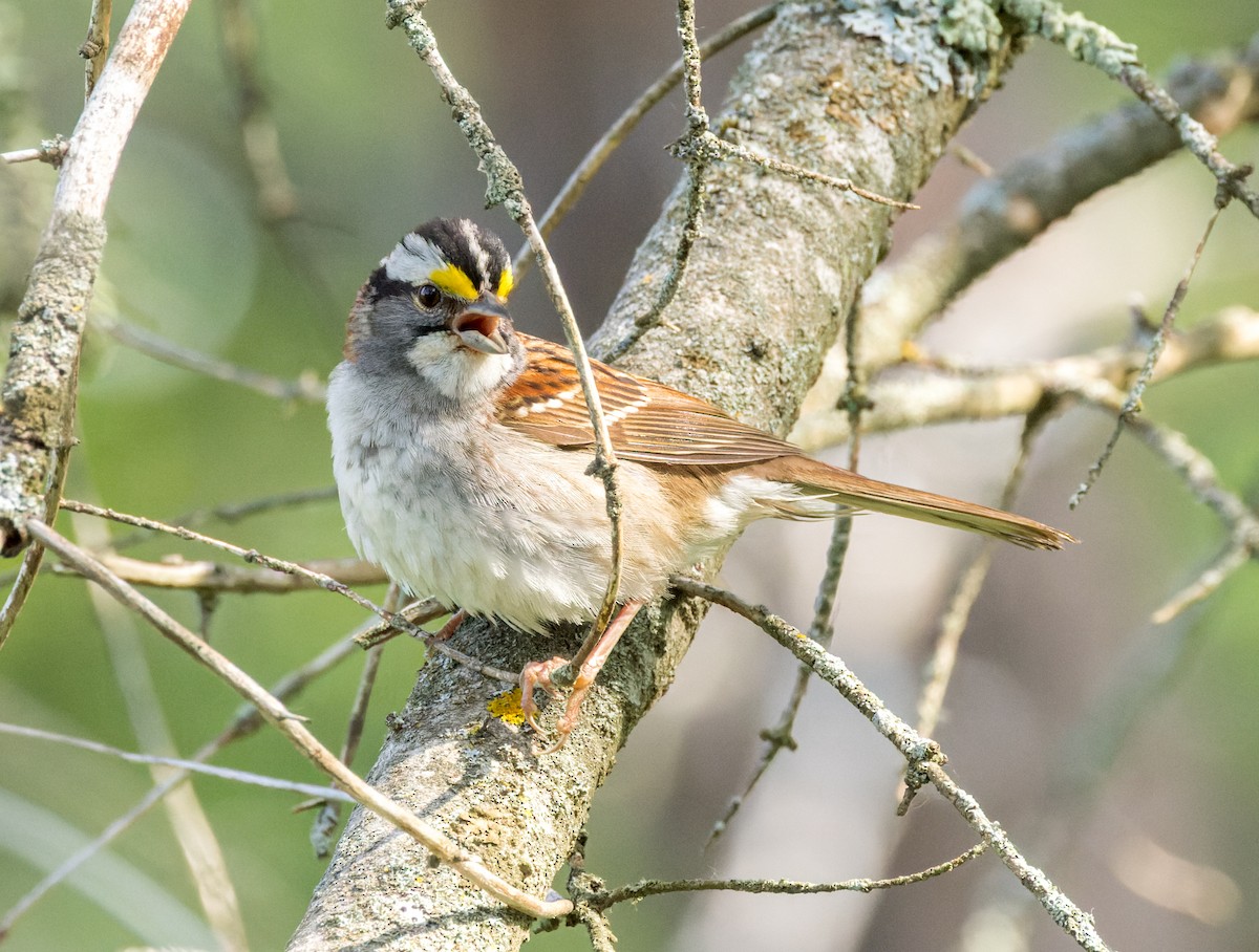 White-throated Sparrow - ML588819141