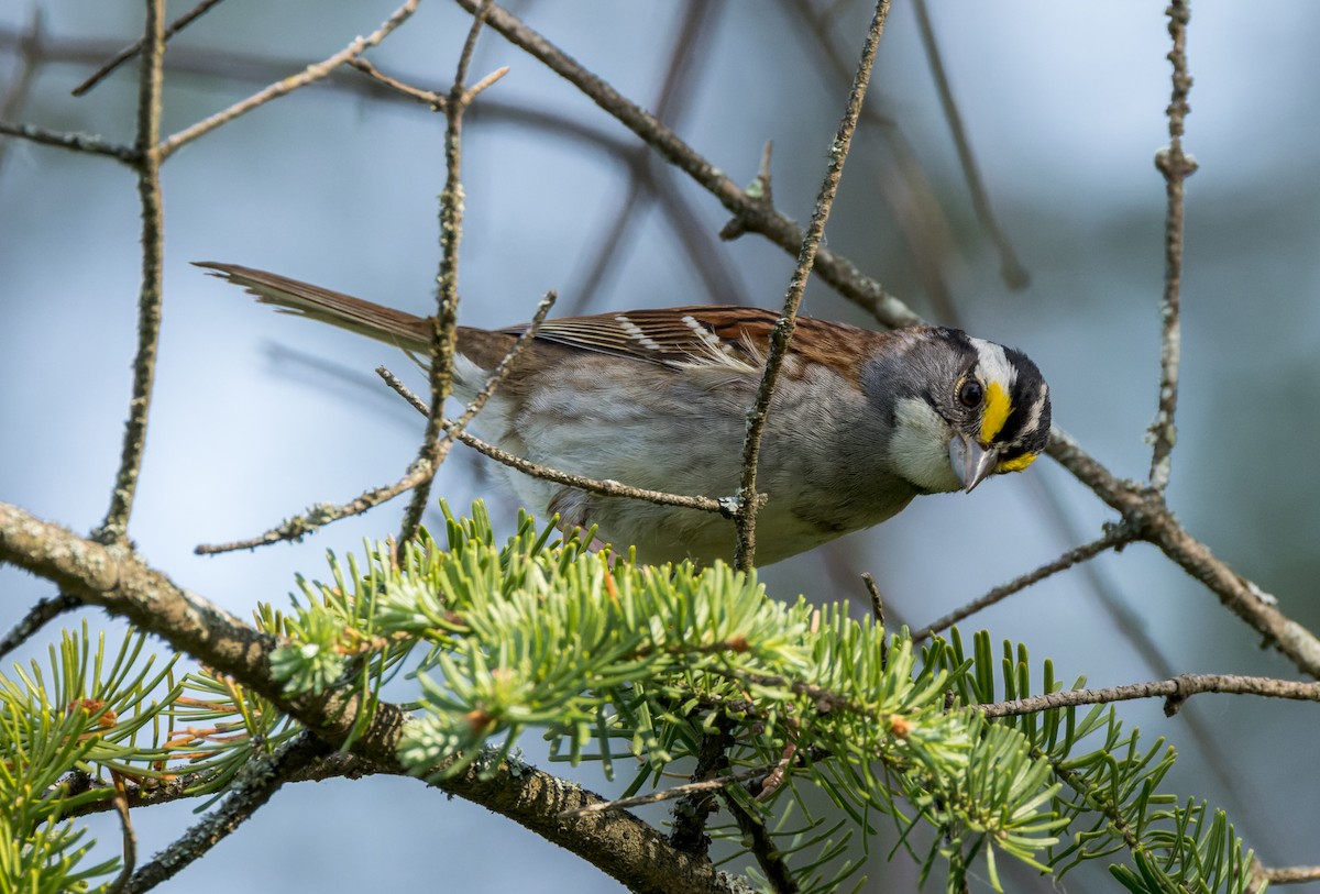 White-throated Sparrow - ML588819151