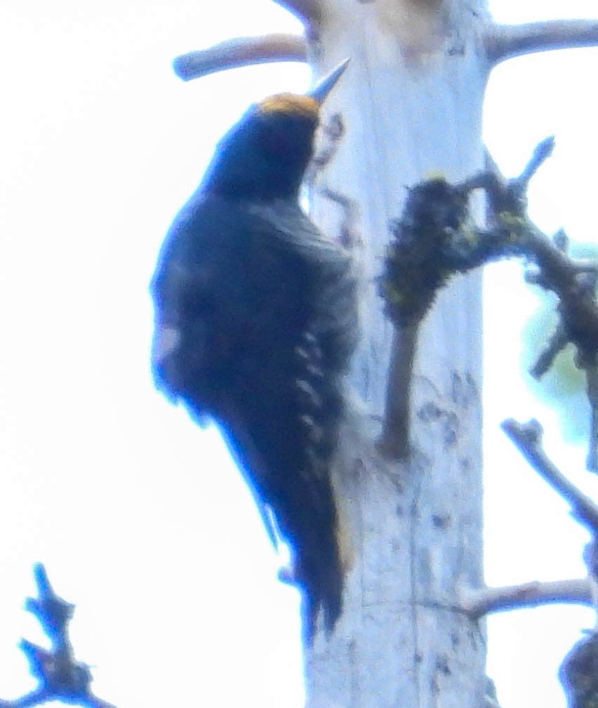 Black-backed Woodpecker - ML588819981