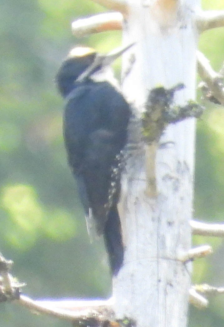 Black-backed Woodpecker - ML588820011