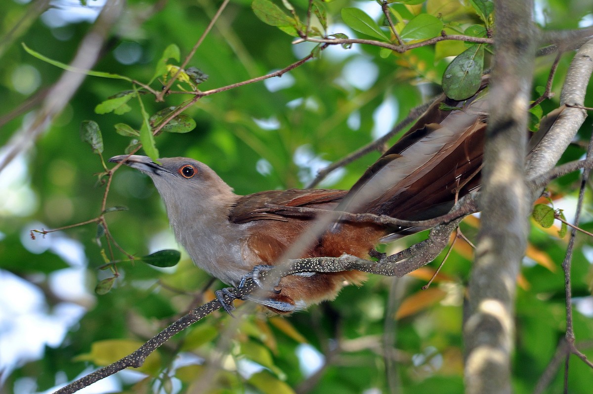 Great Lizard-Cuckoo (Cuban) - ML588820361