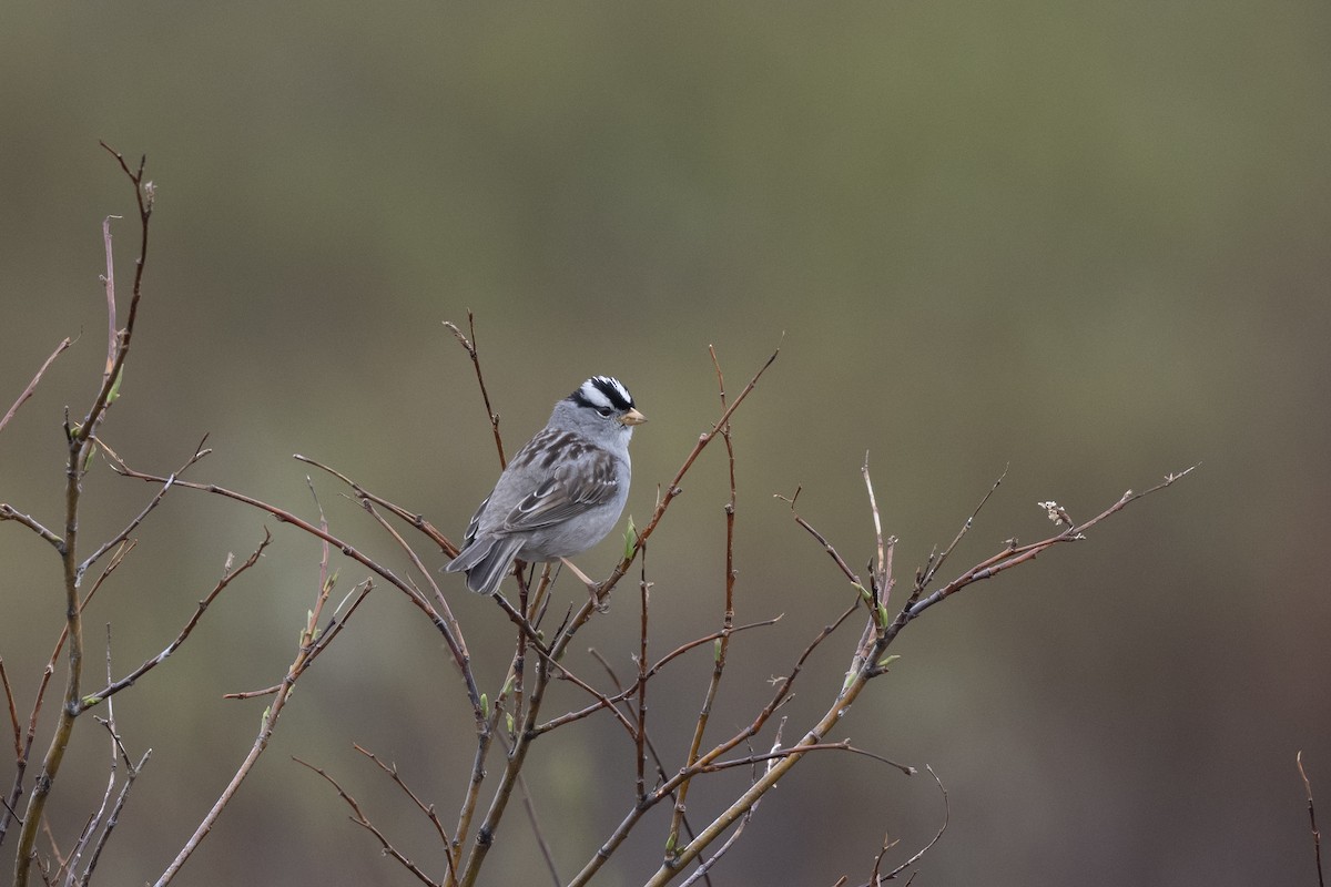 White-crowned Sparrow - ML588821221