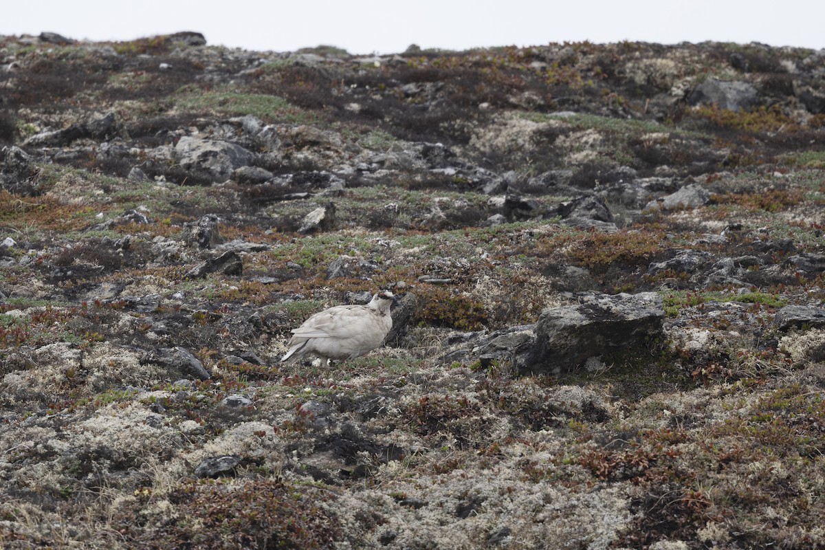 Ebird Checklist Jun Kougarok Rd Salmon Lake Campground